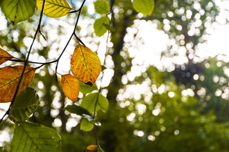 Turning leaves in Devichoys Wood. Image by Ben Watkins
