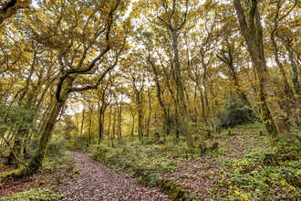 Cornwall Wildlife Trust's Devichoys Woods Nature Reserve in Autumn. Image by Ben Watkins