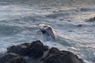 Fin whale washes up near Perranuthnoe in Cornwall, Image by Dan Jarvis/BDMLR