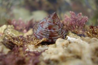 Summer Rockpool Ramble