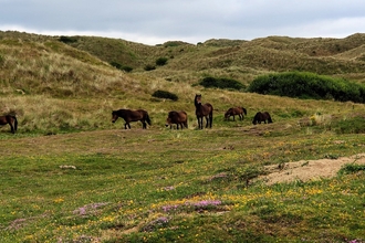 Ponies can help habitat diversity by grazing some areas of the dunes