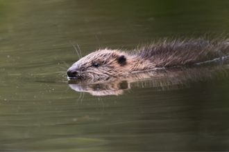 Young beaver swimming