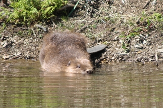 Woodland Valley Beavers