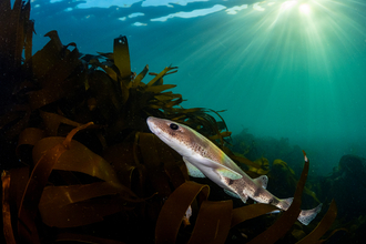 Small-spotted catshark swimming past a bed of kelp