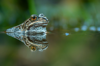 Common frog, Penryn campus. Image by Ben Hancock-Smith