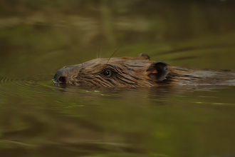 Beaver swimming with its head just above the water