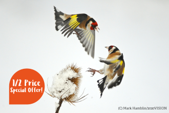 Goldfinches fighting over a snowy thistle