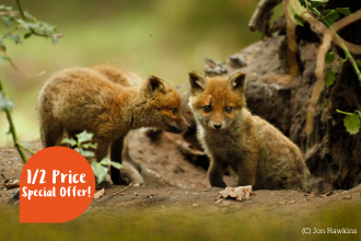 Fox cubs playing