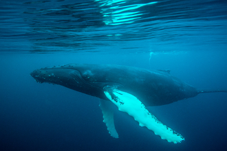 Humpback whale