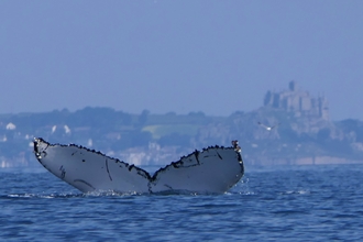 Humpback whale