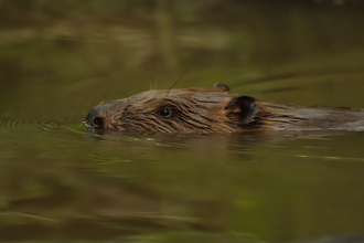 Beaver