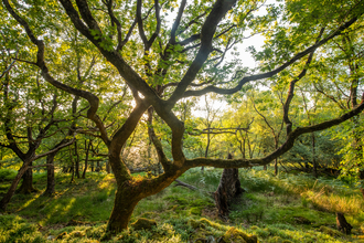 Temperate Rainforest. Image by Ben Porter