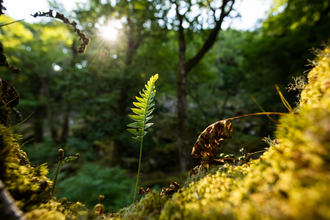 Temperate Rainforest Fern. Image by Ben Porter