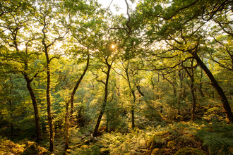 Temperate Rainforest sunset. Image by Ben Porter