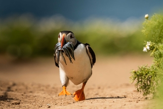 puffin walking along a sandy path with sandeels in the beak