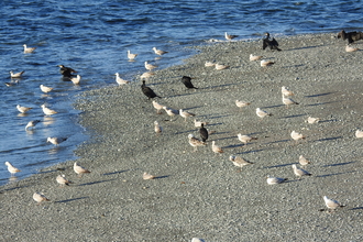 Gulls and cormorants on a beach 