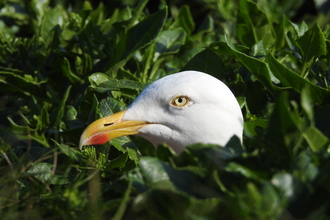 The side profile of a herring gull surrounded by green leaves - just the bird's head is visible