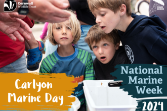 A group of children staring into a bucket with text: National Marine Week 2024, Carlyon Marine Day