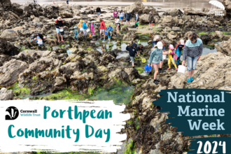 People rockpooling with text that reads National Marine Week 2024 Porthpean Community Day
