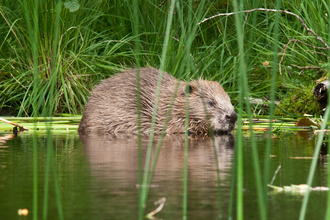 An adult beaver in the water, with long green grass behind