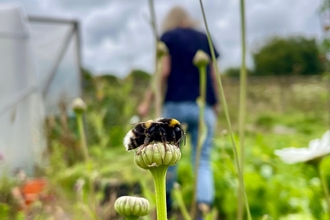 Close up of a bee on a plant in an allotment, a person walks away towards a greenhouse in background