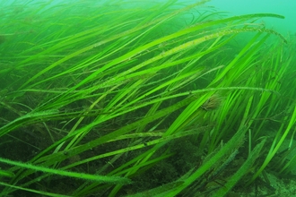 Seagrass off the cornish coastline