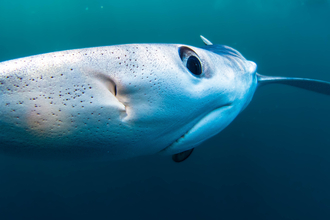 Blue Shark, in Fal Bay