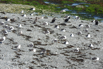 Lots of great black-backed gulls and cormorants resting on a small grey peddled beach, green seaweed covered rocks in the background