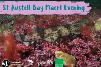 A small spotted catshark swims over pink maerl. The text "St Austell Bay Maerl Evening" is displayed above the scene, with logos for Cornwall Wildlife Trust, Seasearch, and Natural England at the bottom.