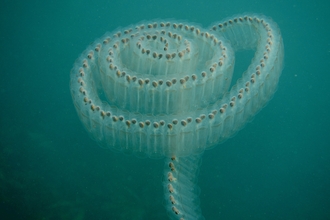 Sea salps shown in beautiful seas by David Hamilton taken in West Cornwall