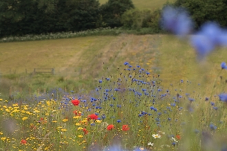 A field with wildflowers growing through the middle - there are blue flowers, poppies and yellow flowers too. In the background, there are rolling fields leading to a line of trees,