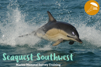 A dolphin jumps out of the sea, water splashing around. Blue text reads Seaquest Southwest, Marine Mammal Survey Training