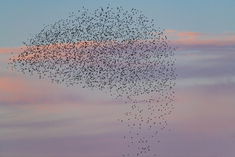 Starling murmuration over a pinky-purple cloud tinted sunset sky 