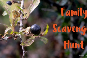 A close-up of a branch with a small black sloe berry and greenish leaves, set against a blurred natural background. The text "Family Scavenger Hunt" appears in bright orange on the right side, with a photo credit to Claudia Phillips in the lower right corner.