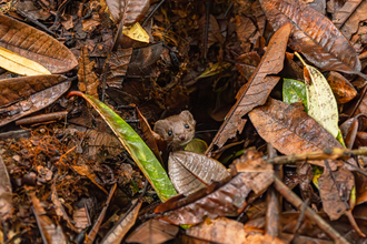 A weasel looks up from within a hole, surrounded by leaves