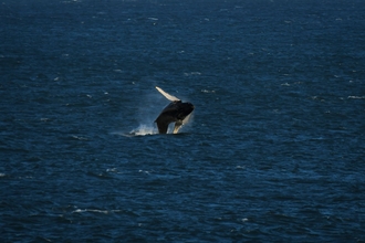 A humpback whale breaching out of the sea in the centre of the shot, the sea is a dark blue colour