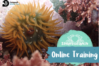 An underwater shot of seaweed with text reading Shoresearch Online Training