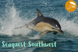 A dolphin leaping out the water with text 'Seaquest Southwest'