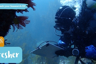 A diver noting on a clipboard underwater, seaweed in the background