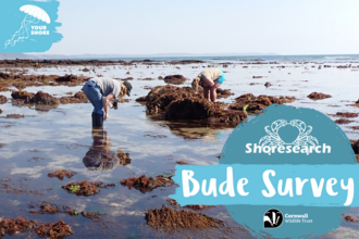 Two people rockpooling, advertising the Shoresearch Bude Survey