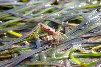 A small crab perched on a bed of wet intertidal seagrass