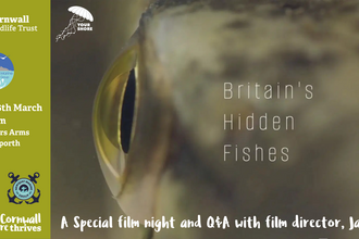 poster for a film night with Cornwall Wildlife Trust and some marine groups, showing the film 'Britain's Hidden Fishes'. Poster show a zoomed in image of a fish, and a green information panel with logos on the left