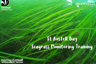 Image of seagrass with text reading: St Austell Bay Seagrass Monitoring Training