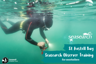 A person snorkelling holding a light underwater with text: Seasearch St Austell Bay Seasearch Observer Training for snorkellers