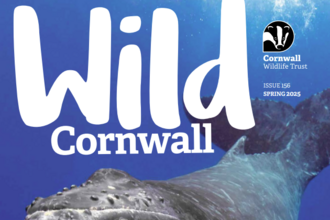 Magazine cover for Wild Cornwall magazine, featuring a humpback whale