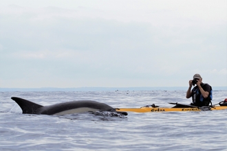 A kayaker directly beside a breaching dolphin