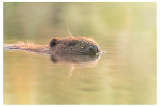 A beaver swimming