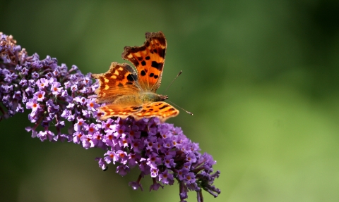 Comma Butterfly by Terry Dunstan Environmental records Centre 