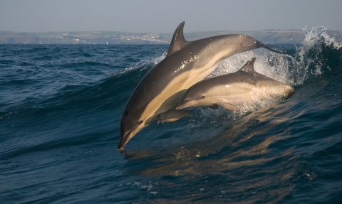 Common dolphins off of Port Isaac - Adrian Langdon