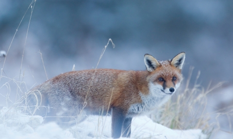 Wildlife in Cornwall | Cornwall Wildlife Trust